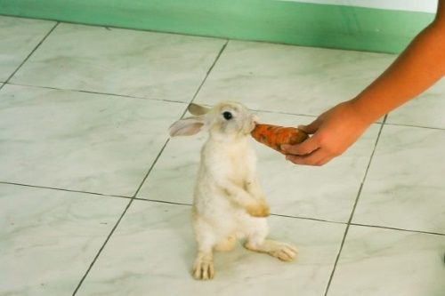 як дресирувати кроликів