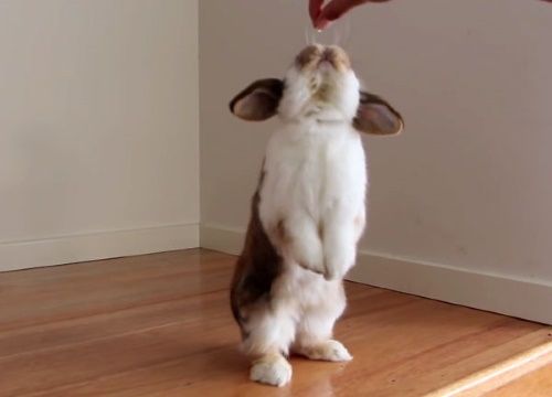 кролик робить стійку