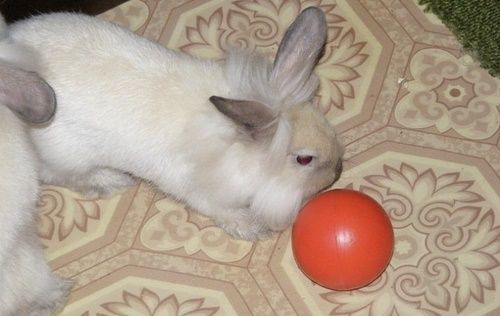кролик грає м'ячем