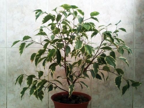 кущова крона