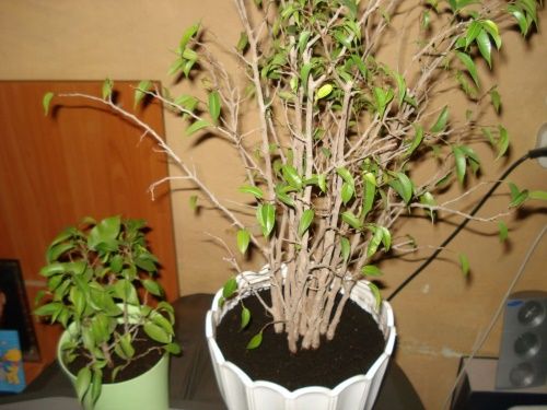 кущ з кількох живців