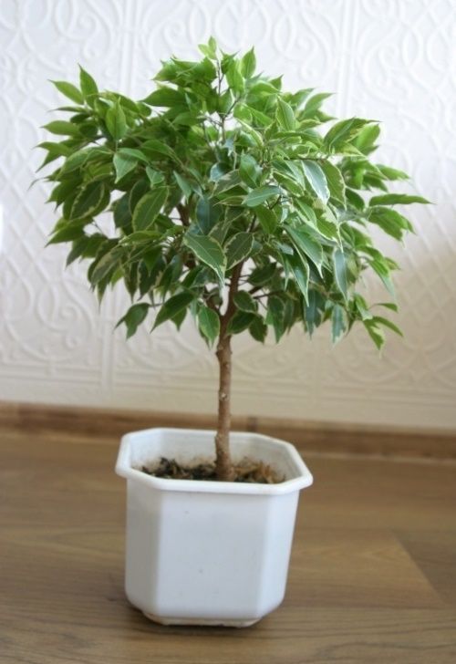 штамбові крона