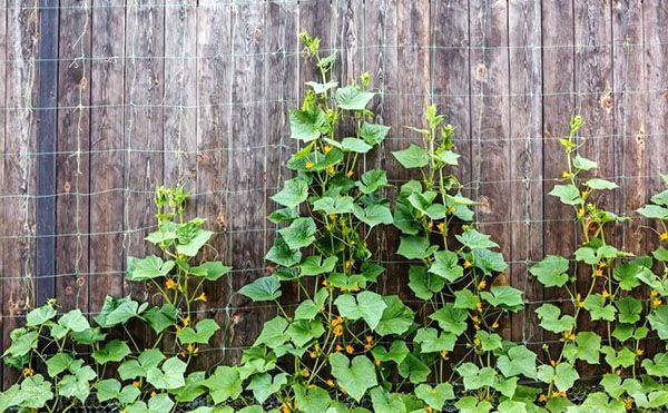 посадка огірків вздовж паркану