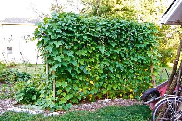 огірки на шпалері з горизонтальною підв'язкою