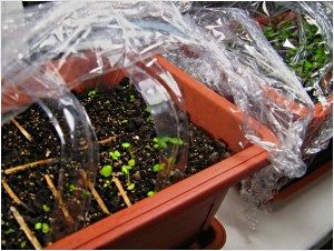 мінітепліца для полуниці