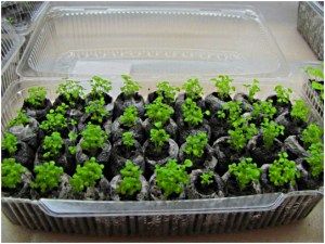 проростання полуниці в торф'яних таблетках