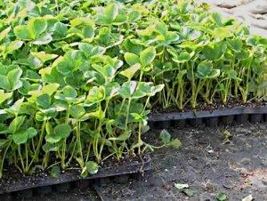 касетна розсада полуниці