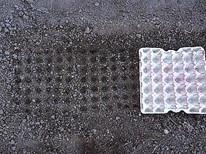 Яєчний лоток для посіву моркви