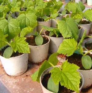 Розсада огірків в горщиках