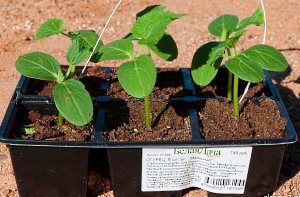 розсада в пластикових стаканчиках