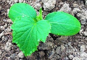 огіркова розсада