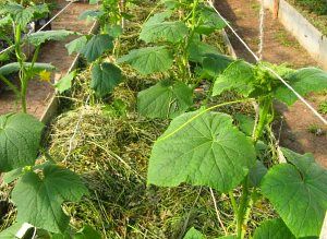 огірки під сіном