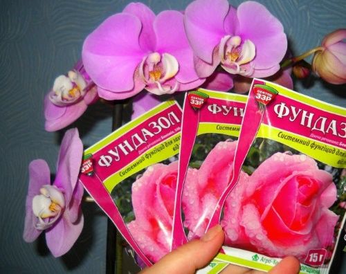як застосовувати фундазол для орхідей