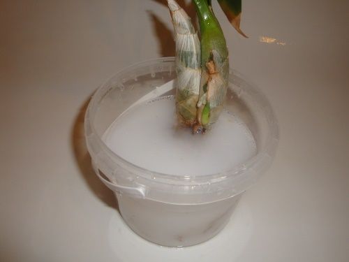 замочування коренів