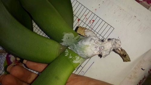 паста з фунгіциду