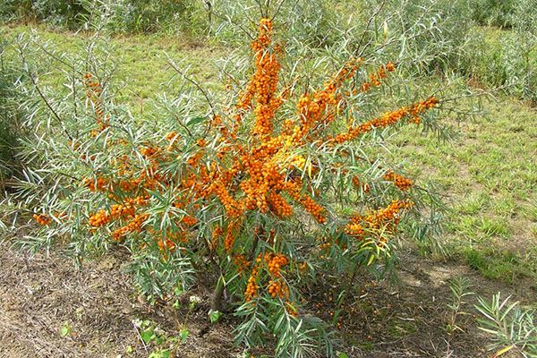 Як збирати обліпиху швидко, пристосування для збору ягід, відео