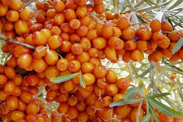 багатий урожай обліпихи