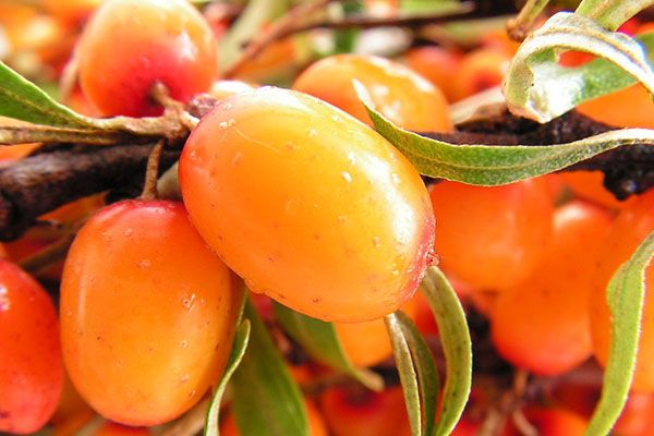 стиглі ягоди обліпихи