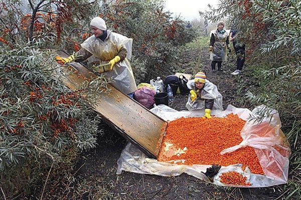 збір обліпихи без втрат