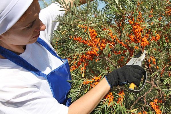 збираємо обліпиху швидко і якісно