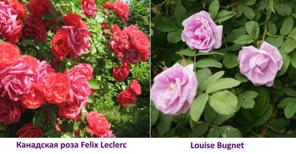 Канадська троянда Felix Leclerc фото