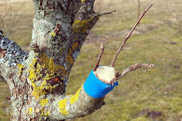 весняна щеплення