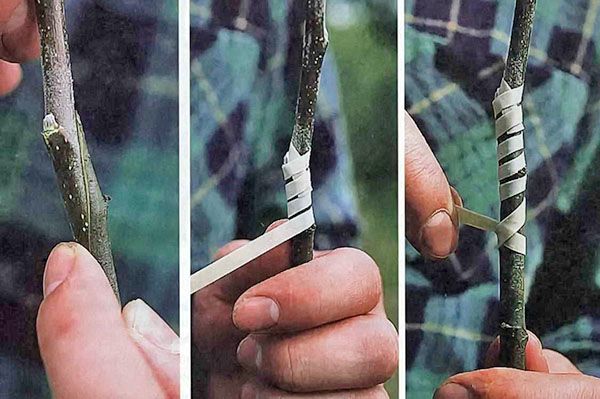 процес щеплення