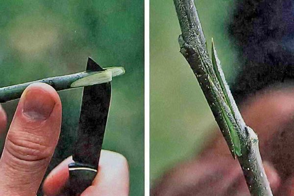 проста копулировка