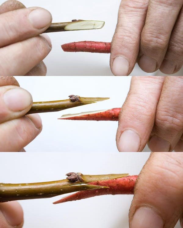 поліпшена копулировка