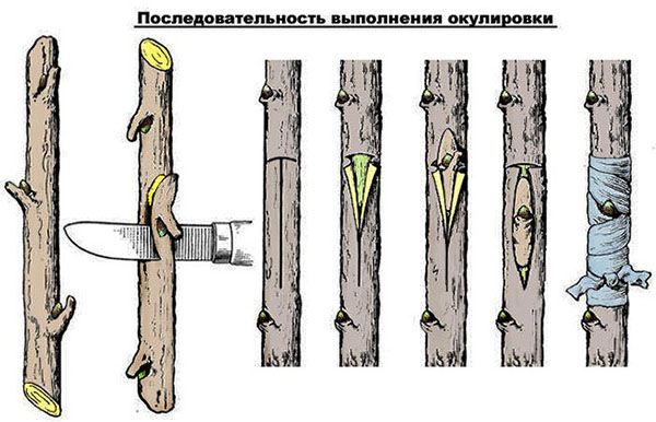 проведення окулірування
