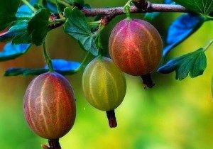 Як правильно пересаджувати агрус - поради дачника