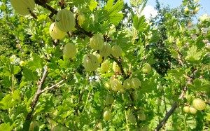 Як правильно пересаджувати агрус - поради дачника