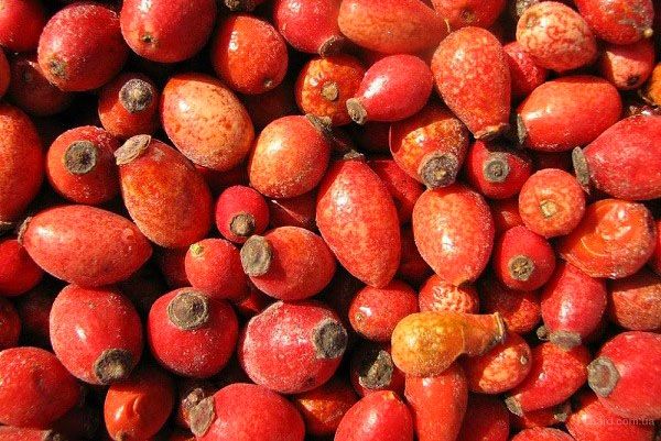 перебрати і помити ягоди шипшини