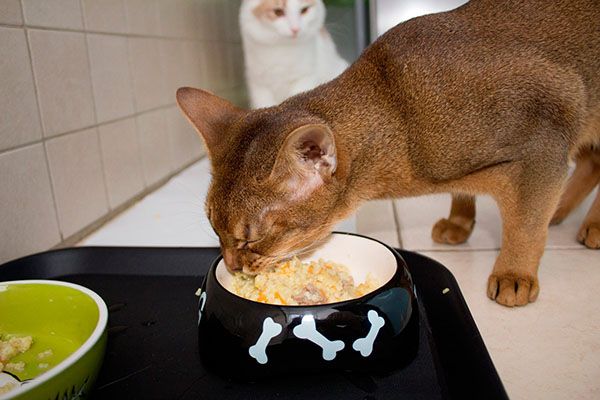натуральне харчування для кішок
