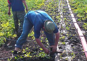 Монтаж крапельного поливу