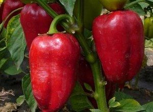 Ранній сорт Віні-Пух