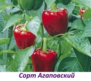сорт Агаповскій