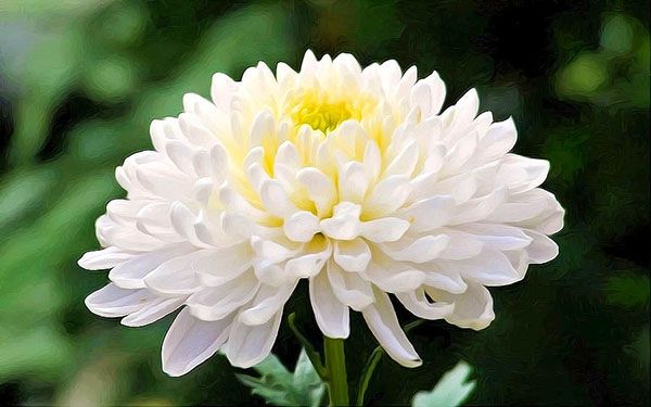 хризантема крупноцветковая