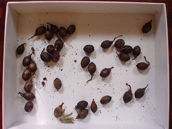 перевірка якості насіння лавра
