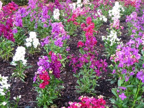 левкой низькорослий