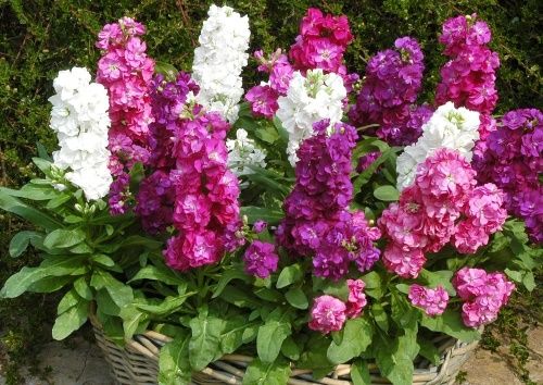 махровий левкой