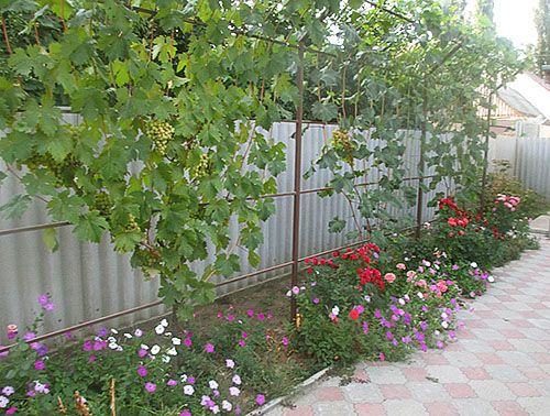 Металева однорядная шпалера