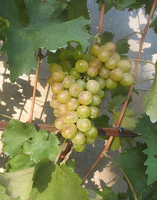 Лоза повинна бути підв`язана міцно, але без перетискання