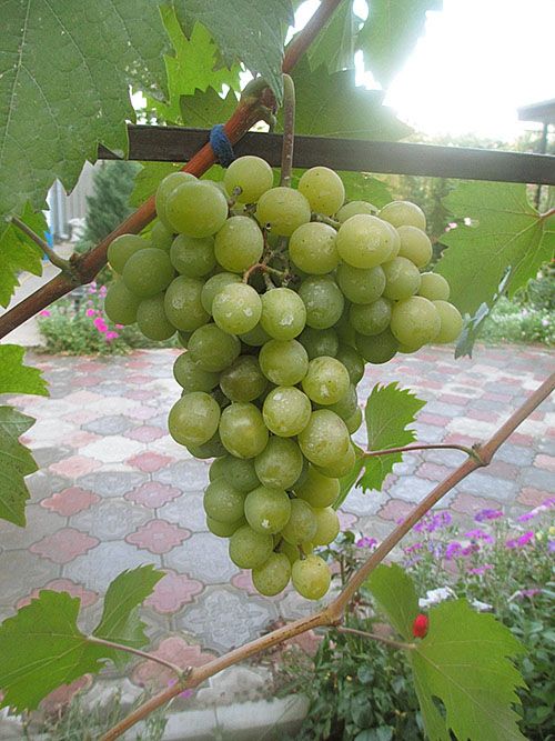 Підв'язка зроблена правильно