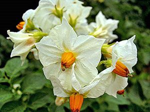 Картопля перед науковим експериментом