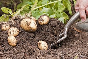 Збір врожаю