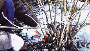 формування куща смородини