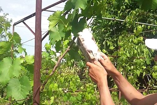 Проведення штучного запилення