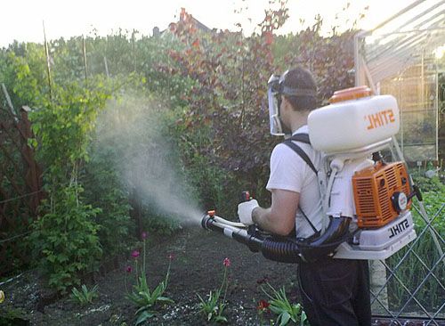 Обробка винограду від шкідників і хвороб