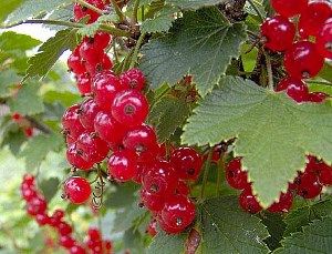 Правила посадки червоної смородини і догляд відео, коли краще садити червону смородину? Правила посадки червоної смородини і догляд відео, коли краще садити червону смородину?